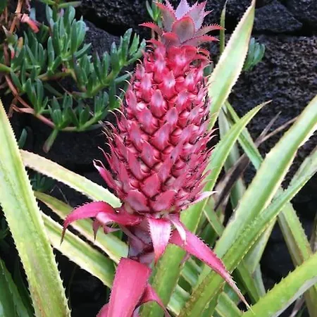 Casa Do Ananas, Cliff-top/ocean-front Villa, Pico Vila