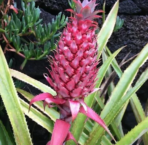 Casa Do Ananas, Cliff-top/ocean-front Villa, Pico Villa